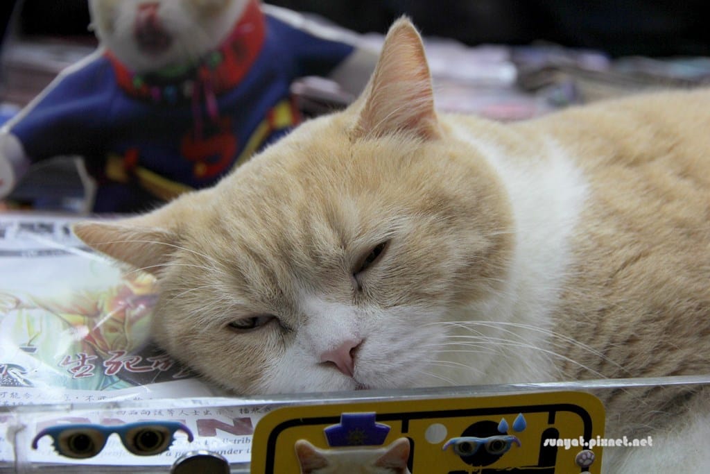 IMG_9988.JPG IMG_9988.JPG