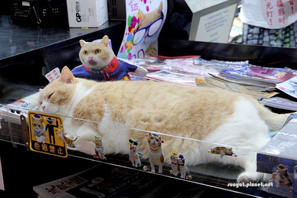 IMG_9993.JPG IMG_9993.JPG