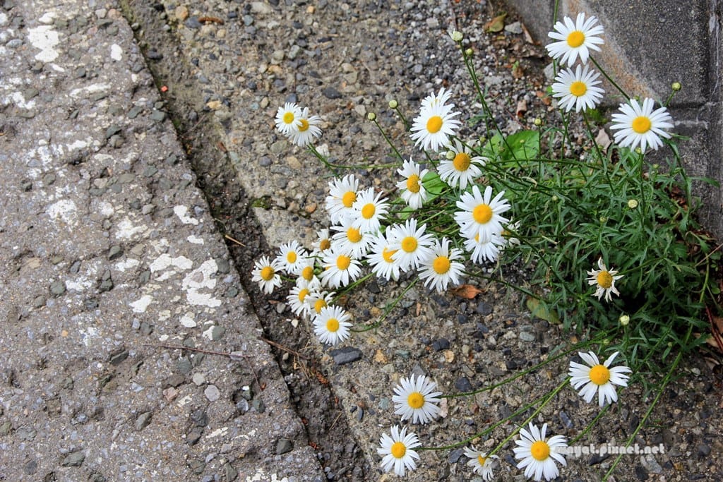 IMG_9196.JPG IMG_9196.JPG