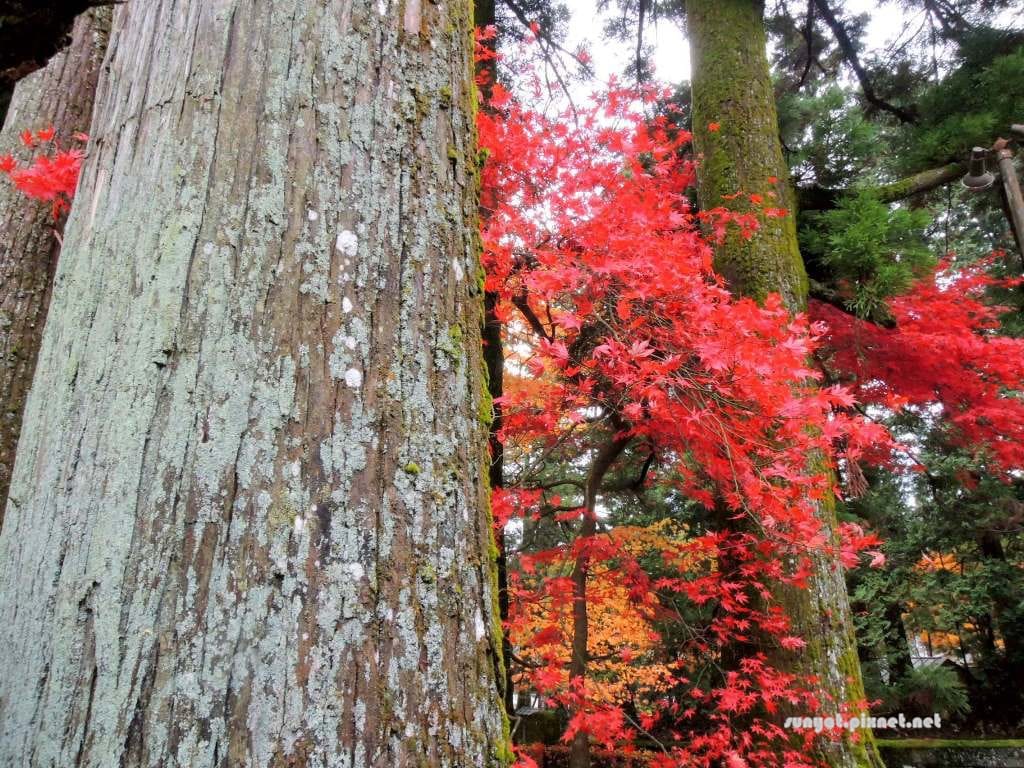 DSCN1522.JPG DSCN1522.JPG