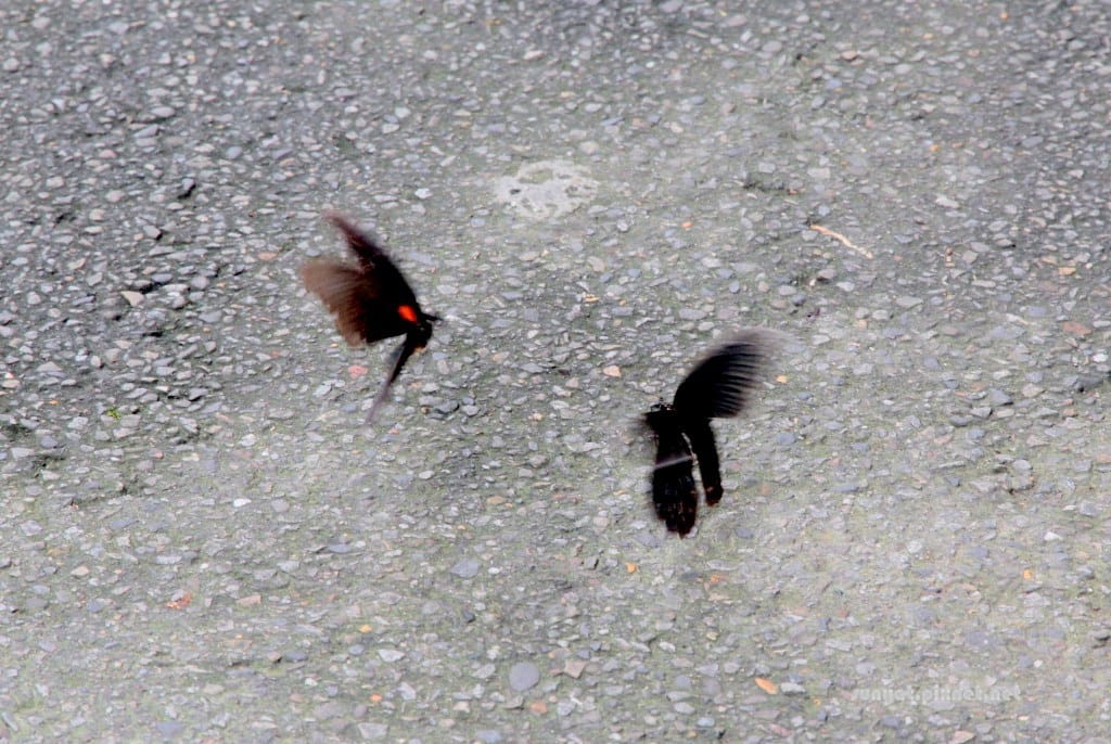 IMG_7135.JPG IMG_7135.JPG