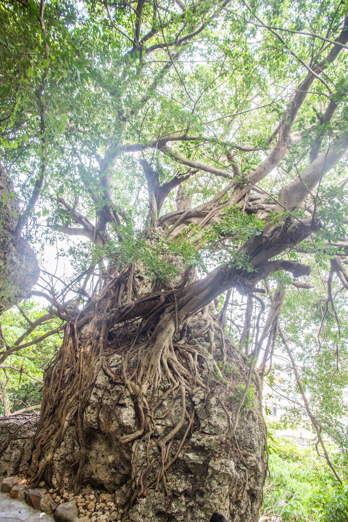 IMG_6875 (Copy).jpg IMG_6875 (Copy).jpg