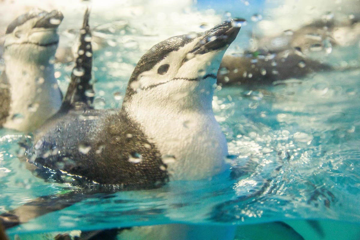 IMG_0445 (Copy).jpg IMG_0445 (Copy).jpg