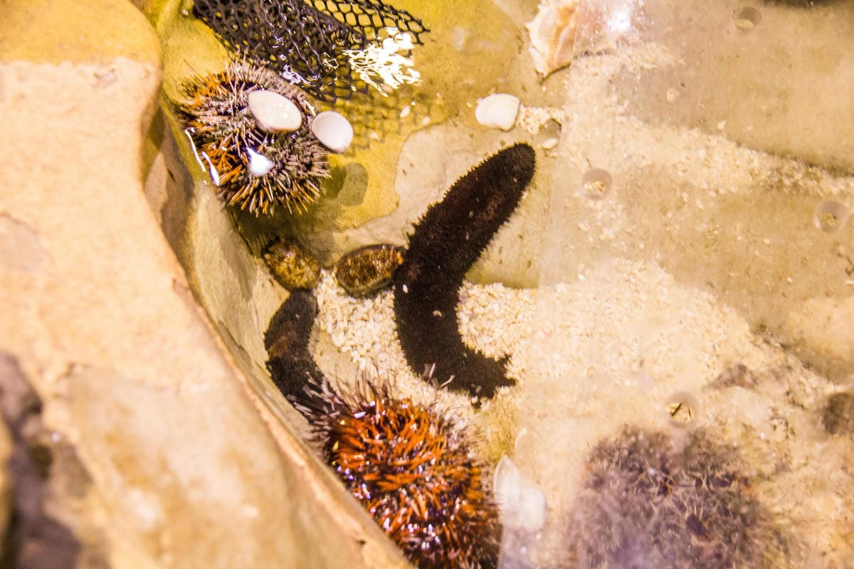 IMG_0521 (Copy).jpg IMG_0521 (Copy).jpg