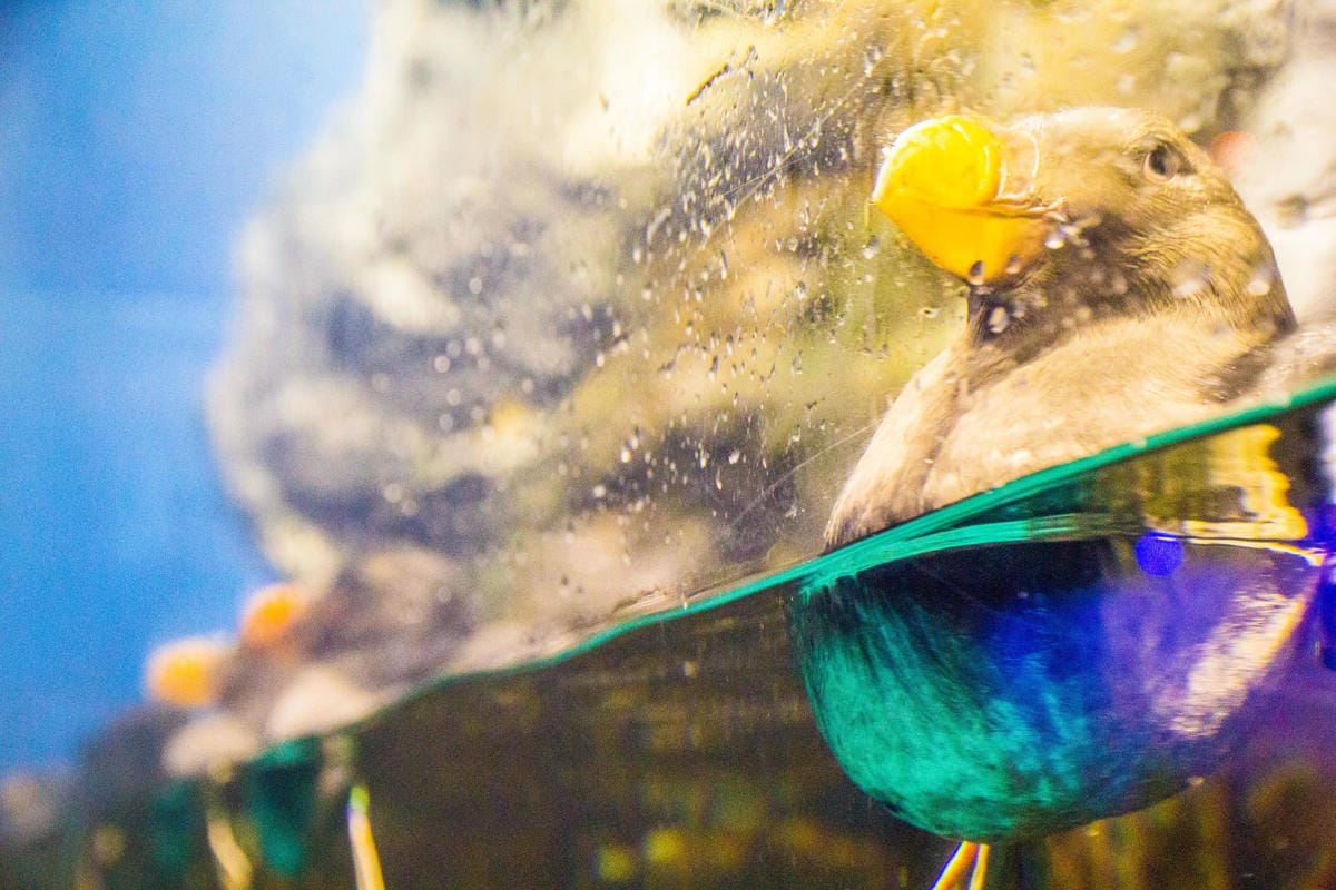 IMG_4939 (Copy).JPG IMG_4939 (Copy).JPG