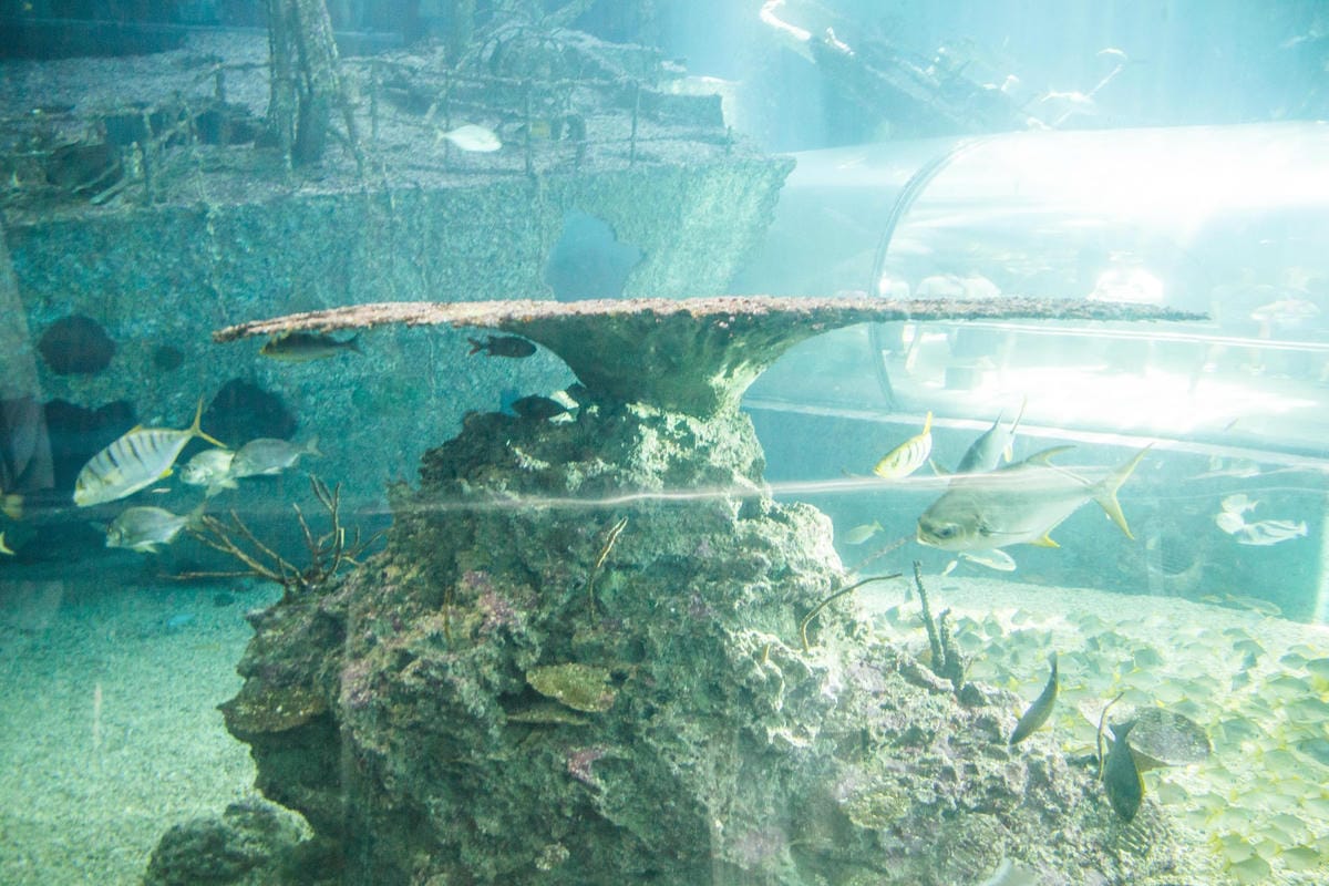 IMG_0487 (Copy).jpg IMG_0487 (Copy).jpg