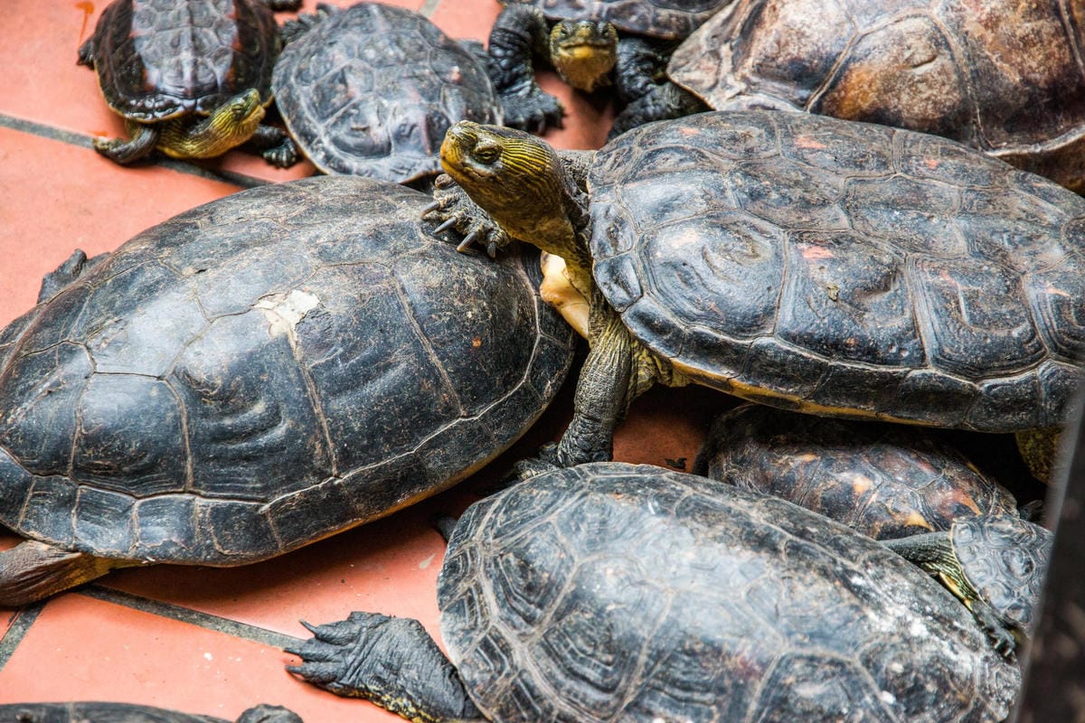 IMG_9029 (Copy).jpg IMG_9029 (Copy).jpg