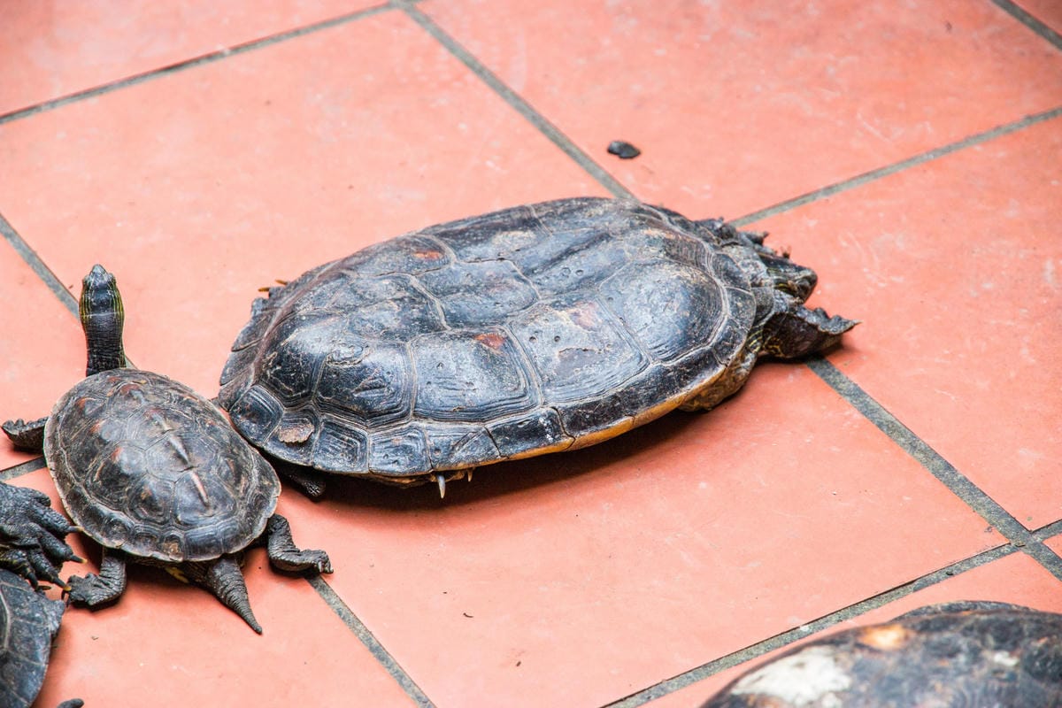 IMG_9027 (Copy).jpg IMG_9027 (Copy).jpg