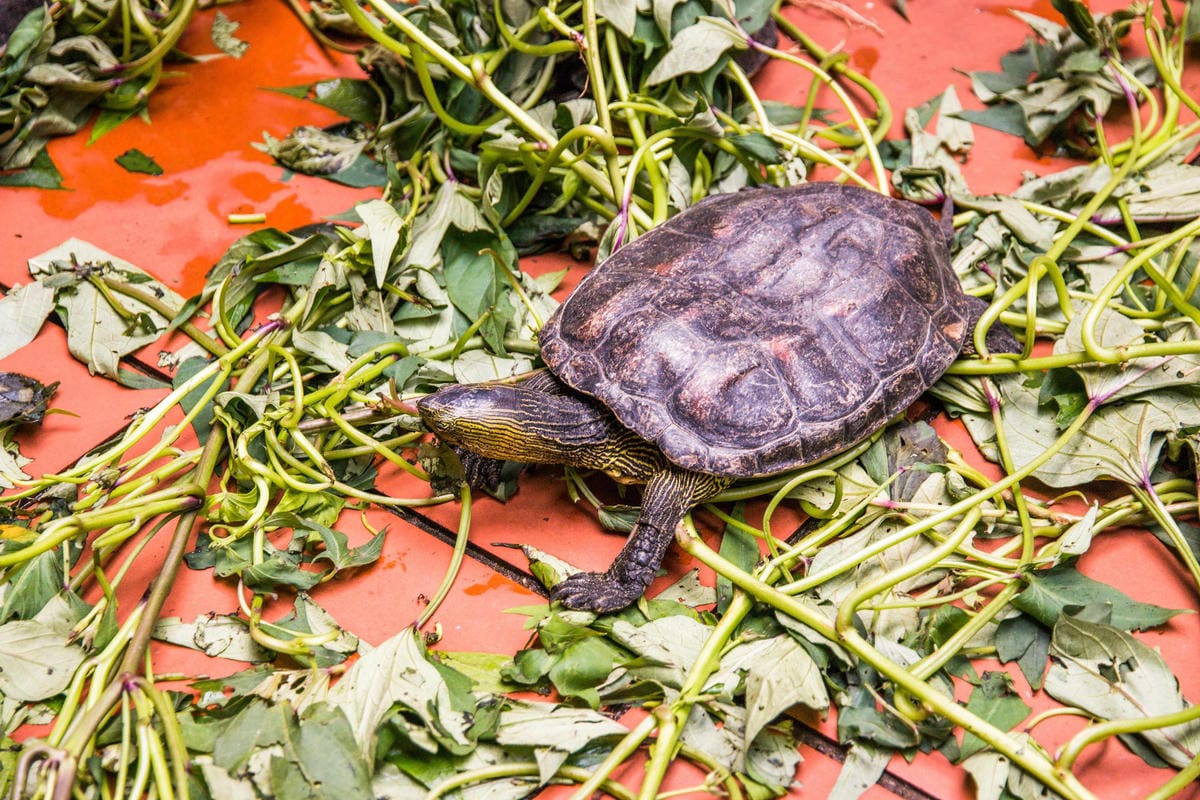 IMG_9046 (Copy).jpg IMG_9046 (Copy).jpg