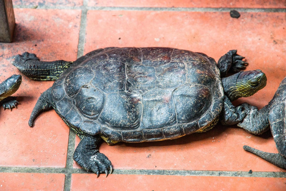 IMG_9026 (Copy).jpg IMG_9026 (Copy).jpg