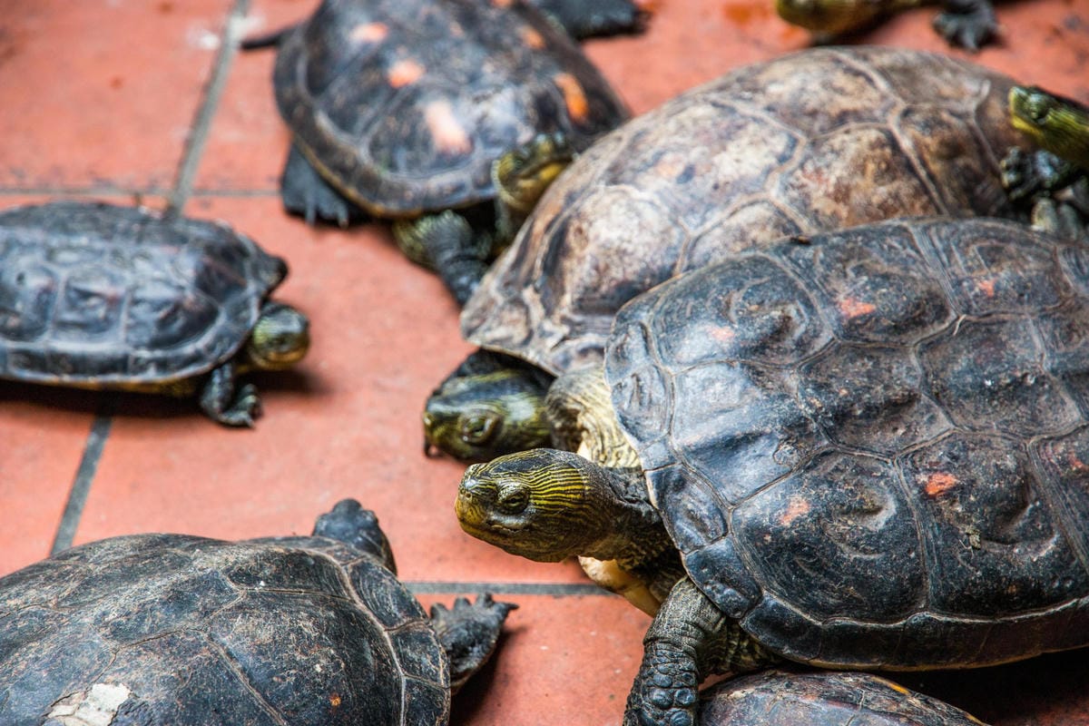 IMG_9025 (Copy).jpg IMG_9025 (Copy).jpg