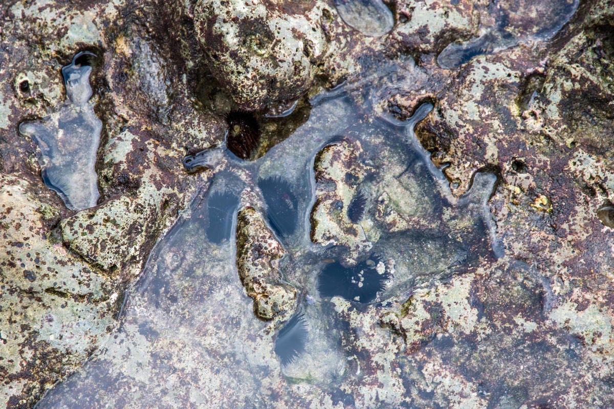 IMG_1261 (Copy).jpg IMG_1261 (Copy).jpg