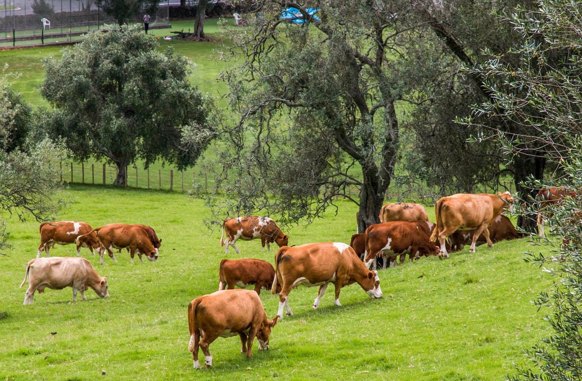 IMG_2266 (Copy).jpg IMG_2266 (Copy).jpg