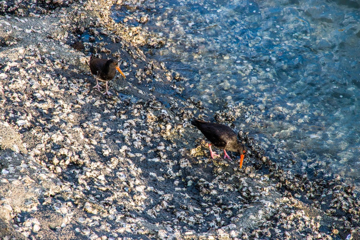 IMG_2374 (Copy).jpg IMG_2374 (Copy).jpg