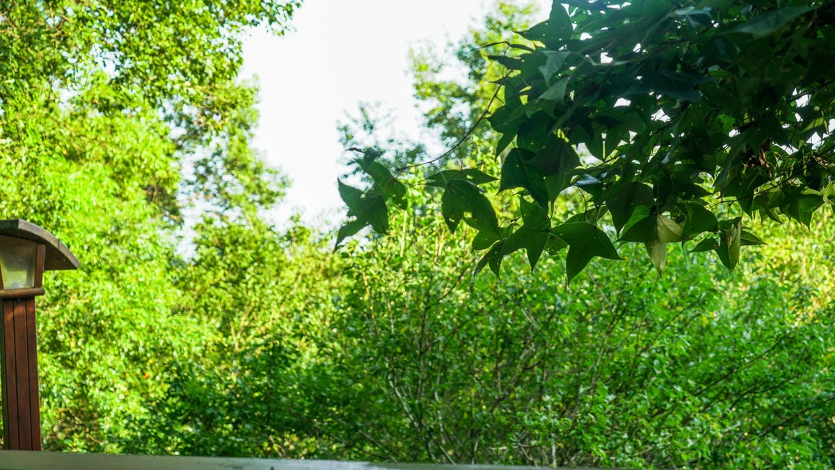 A7_02463.jpg A7_02463.jpg