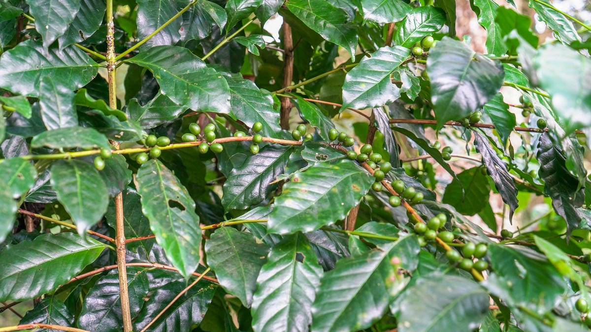 A7_02493.jpg A7_02493.jpg