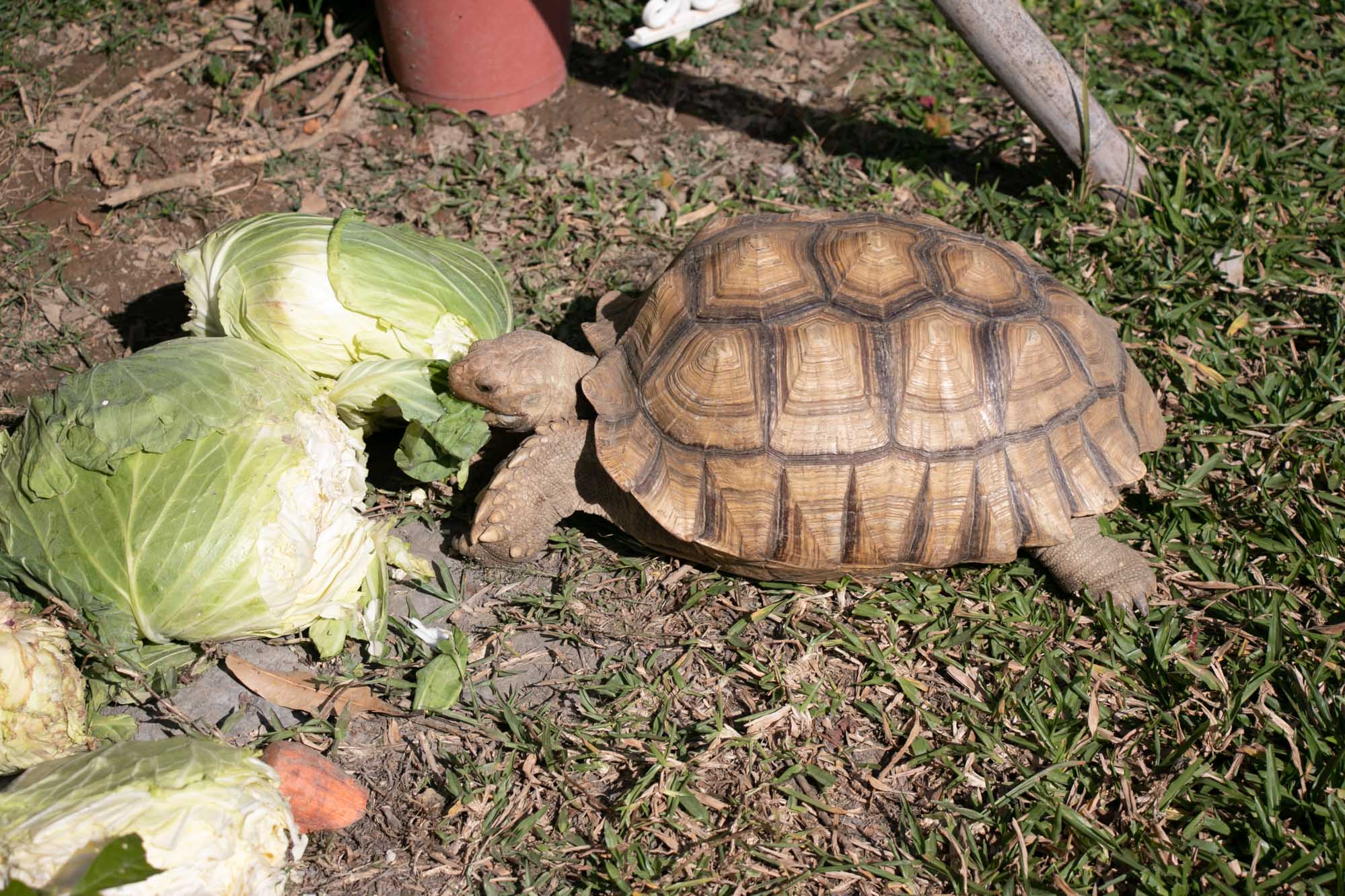 高雄美食 黃埔新村 大地林檎-契作小農廚房 自製麵包超熱門